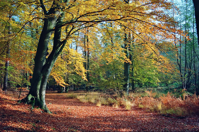 Darßer Wald